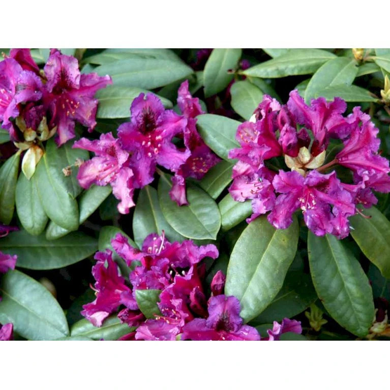 'Azurro' Rhododendron Hybrid 'Azurro' Potte 5,0 liter,- 30-40 cm. 'Azurro' Rhododendron Hybrid 'Azurro' Potte 5,0 Liter,- 30-40 Cm. -Plantetorvet Butik mi6259 rhododendron ponticum hybrid 41f0