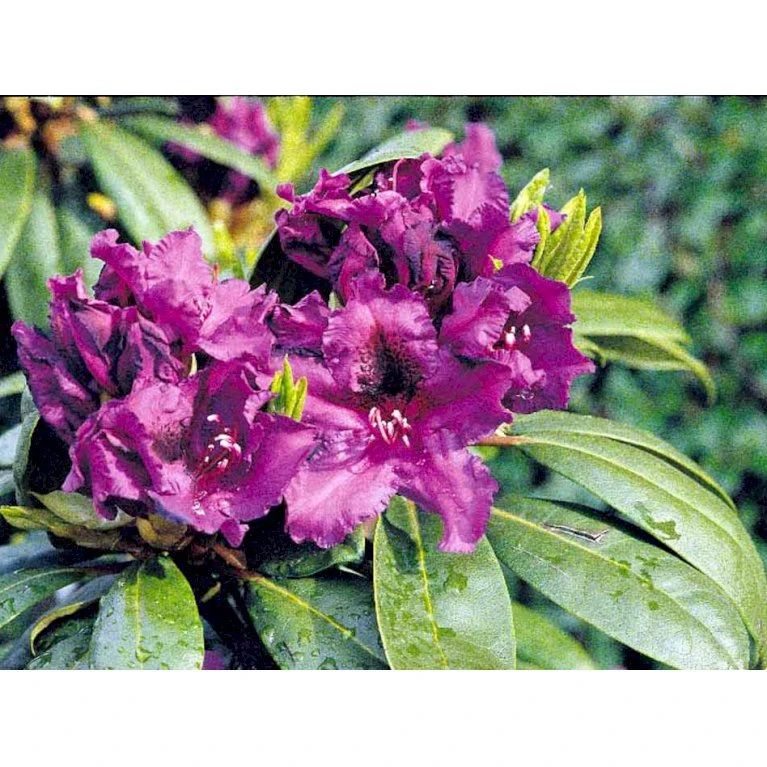 'Azurro' Rhododendron Hybrid 'Azurro' Potte 5,0 liter,- 30-40 cm. 'Azurro' Rhododendron Hybrid 'Azurro' Potte 5,0 Liter,- 30-40 Cm. -Plantetorvet Butik mi6259 rhododendron ponticum hybrid d3a9