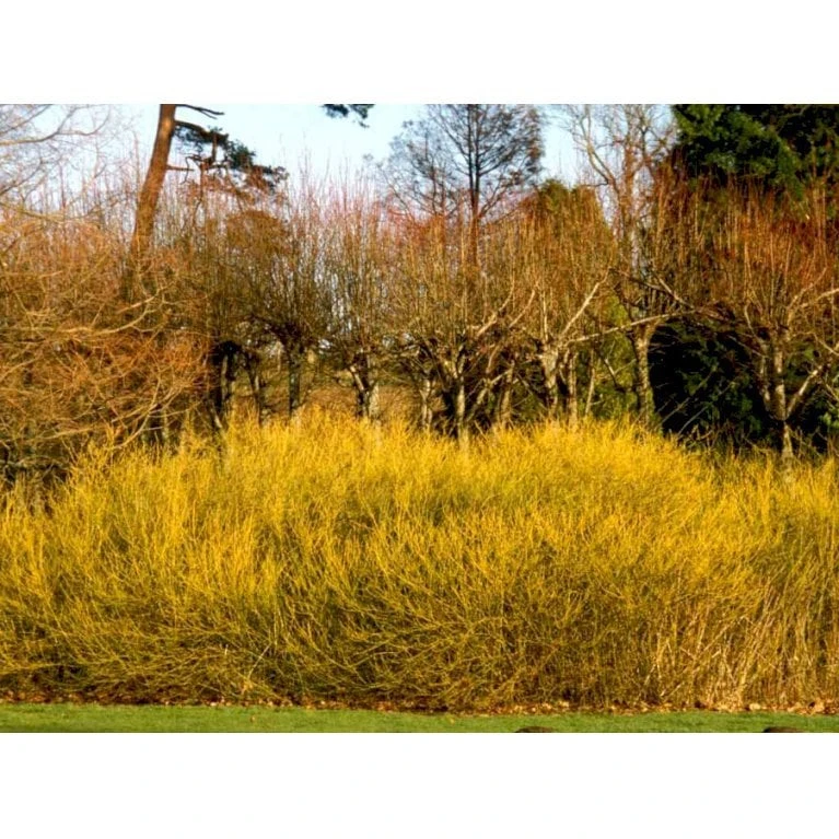 Gulgrenet Kornel 'Flaviramea' Cornus Sericea 'Flaviramea' Potte 12 liter,- 100-125 cm. Gulgrenet Kornel 'Flaviramea' Cornus Sericea 'Flaviramea' Potte 12 Liter,- 100-125 Cm. -Plantetorvet Butik mi656 cornus stolonifera flaviramea 044c