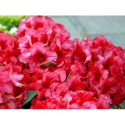 (yak.) 'Dopey' Rhododendron Yakushimanum 'Dopey' Potte 5,0 Liter,- 25-30 Cm. -Plantetorvet Butik mi6582 rhododendron yakushimanum 01ca
