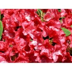 (yak.) 'Dopey' Rhododendron Yakushimanum 'Dopey' Potte 5,0 Liter,- 25-30 Cm. -Plantetorvet Butik mi6582 rhododendron yakushimanum e5fe
