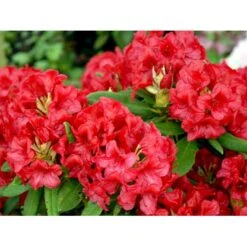 (yak.) 'Dopey' Rhododendron Yakushimanum 'Dopey' Potte 5,0 Liter,- 25-30 Cm. -Plantetorvet Butik mi6582 rhododendron yakushimanum ef95