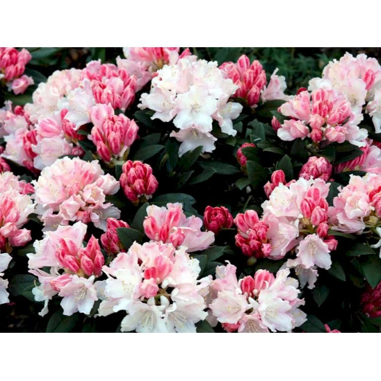 (yak.) 'Dreamland' Rhododendron Yakushimanum 'Dreamland' Potte 5,0 liter,- 30-40 cm. (yak.) 'Dreamland' Rhododendron Yakushimanum 'Dreamland' Potte 5,0 Liter,- 30-40 Cm. -Plantetorvet Butik mi6599 rhododendron yakushimanum 4b20