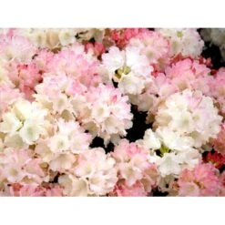 (yak.) 'Dreamland' Rhododendron Yakushimanum 'Dreamland' Potte 5,0 Liter,- 30-40 Cm.