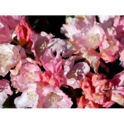 (yak.) 'Dreamland' Rhododendron Yakushimanum 'Dreamland' Potte 5,0 Liter,- 30-40 Cm. 5 (yak.) 'Dreamland' Rhododendron Yakushimanum 'Dreamland' Potte 5,0 Liter,- 30-40 Cm. -Plantetorvet Butik mi6599 rhododendron yakushimanum 95ab