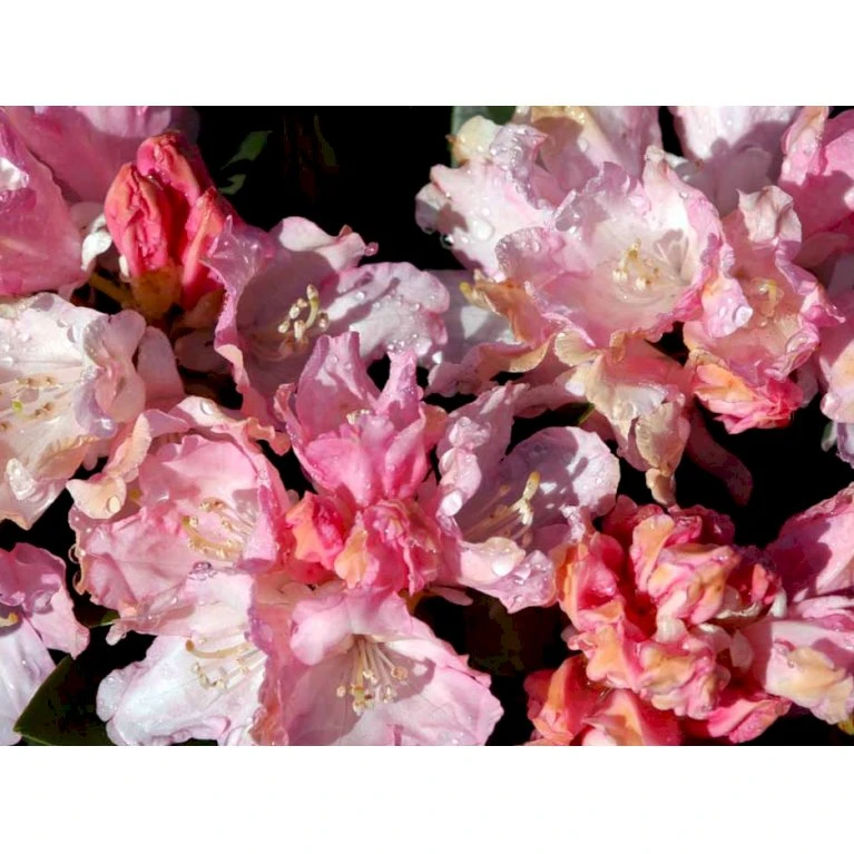 (yak.) 'Dreamland' Rhododendron Yakushimanum 'Dreamland' Potte 5,0 liter,- 30-40 cm. (yak.) 'Dreamland' Rhododendron Yakushimanum 'Dreamland' Potte 5,0 Liter,- 30-40 Cm. -Plantetorvet Butik mi6599 rhododendron yakushimanum 95ab