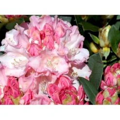 (yak.) 'Dreamland' Rhododendron Yakushimanum 'Dreamland' Potte 5,0 Liter,- 30-40 Cm. 6 (yak.) 'Dreamland' Rhododendron Yakushimanum 'Dreamland' Potte 5,0 Liter,- 30-40 Cm. -Plantetorvet Butik mi6599 rhododendron yakushimanum e6c5