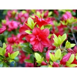 'Florida' Rhododendron 'Florida' Potte 2,0 Liter,- 25-30 Cm. -Plantetorvet Butik mi6715 rhododendron japanese azalea 3f36