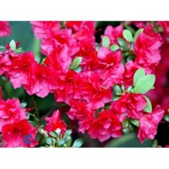 'Florida' Rhododendron 'Florida' Potte 2,0 Liter,- 25-30 Cm. -Plantetorvet Butik mi6715 rhododendron japanese azalea e7f5