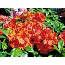 Azalea 'Gibraltar' Rhododendron Knaphill 'Gibraltar' Potte 5,0 Liter,- 40-50 Cm. -Plantetorvet Butik mi6781 rhododendron forrestii 2f6e