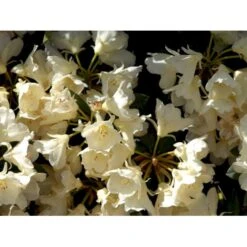 (yak.) 'Golden Torch' Rhododendron Yakushimanum 'Golden Torch' Potte 5,0 Liter,- 30-40 Cm.