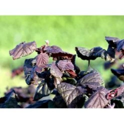 Rød Troldhassel 'Red Majestic' Corylus Avellana 'Red Majestic' Potte 5,0 Liter,- 60-80 Cm.