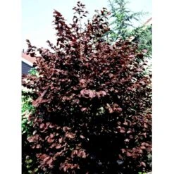 Purpurhassel Corylus Maxima 'Purpurea' Solitær Busk 150-200 Cm. - Med Klump -Plantetorvet Butik mi684 corylus maxima purpurea 9797