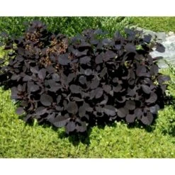 Rødbladet Parykbusk 'Royal Purple' Cotinus Coggygria 'Royal Purple' Potte 2,0 Liter,- 30-40 Cm. 7 Rødbladet Parykbusk 'Royal Purple' Cotinus Coggygria 'Royal Purple' Potte 2,0 Liter,- 30-40 Cm. -Plantetorvet Butik mi697 cotinus coggygria royal purple 5f55
