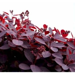 Rødbladet Parykbusk 'Royal Purple' Cotinus Coggygria 'Royal Purple' Potte 2,0 Liter,- 30-40 Cm. 5 Rødbladet Parykbusk 'Royal Purple' Cotinus Coggygria 'Royal Purple' Potte 2,0 Liter,- 30-40 Cm. -Plantetorvet Butik mi697 cotinus coggygria royal purple 6ed7