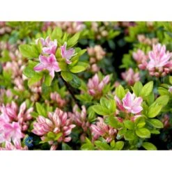 'Kermesina Rosé' Rhododendron Jap. 'Kermesina Rosé' Potte 2,0 Liter,- 20-25 Cm. -Plantetorvet Butik mi7063 rhododendron japanese azalea 72df