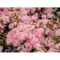 'Kermesina Rosé' Rhododendron Jap. 'Kermesina Rosé' Potte 2,0 Liter,- 20-25 Cm. -Plantetorvet Butik mi7063 rhododendron japanese azalea f3c2