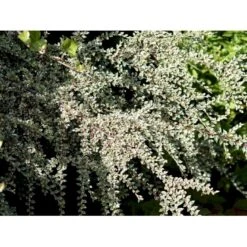 Dværgmispel 'Variegatus' Cotoneaster Atropurpureus 'Variegatus' Opstammet 60 Cm. Med Potte -Plantetorvet Butik mi706 cotoneaster atropupureus variegatus 1edd
