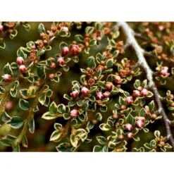 Dværgmispel 'Variegatus' Cotoneaster Atropurpureus 'Variegatus' Opstammet 60 Cm. Med Potte -Plantetorvet Butik mi706 cotoneaster atropupureus variegatus e853