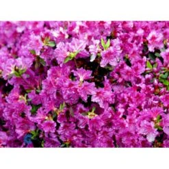 'Königstein' Rhododendron 'Königstein' Potte 2,0 Liter,- 20-25 Cm. 8 'Königstein' Rhododendron 'Königstein' Potte 2,0 Liter,- 20-25 Cm. -Plantetorvet Butik mi7100 rhododendron mollis azalea 1cf5