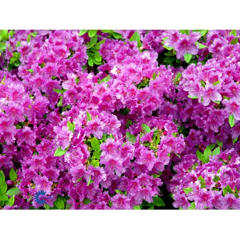 'Königstein' Rhododendron 'Königstein' Potte 2,0 liter,- 20-25 cm. 'Königstein' Rhododendron 'Königstein' Potte 2,0 Liter,- 20-25 Cm. -Plantetorvet Butik mi7100 rhododendron mollis azalea 3365