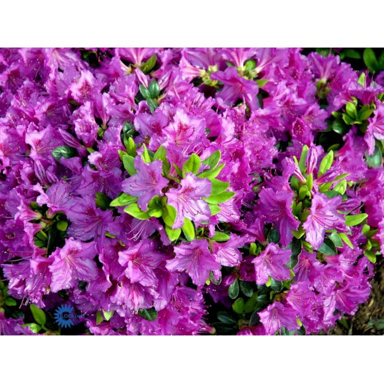 'Königstein' Rhododendron 'Königstein' Potte 2,0 liter,- 20-25 cm. 'Königstein' Rhododendron 'Königstein' Potte 2,0 Liter,- 20-25 Cm. -Plantetorvet Butik mi7100 rhododendron mollis azalea 5628