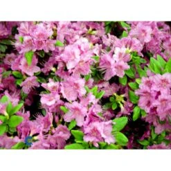 'Königstein' Rhododendron 'Königstein' Potte 2,0 Liter,- 20-25 Cm. 7 'Königstein' Rhododendron 'Königstein' Potte 2,0 Liter,- 20-25 Cm. -Plantetorvet Butik mi7100 rhododendron mollis azalea 6921