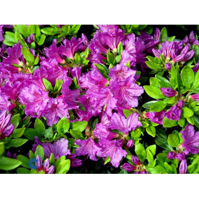 'Königstein' Rhododendron 'Königstein' Potte 2,0 liter,- 20-25 cm. 'Königstein' Rhododendron 'Königstein' Potte 2,0 Liter,- 20-25 Cm. -Plantetorvet Butik mi7100 rhododendron mollis azalea b8c8