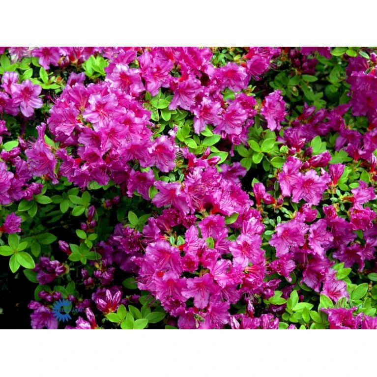 'Königstein' Rhododendron 'Königstein' Potte 2,0 liter,- 20-25 cm. 'Königstein' Rhododendron 'Königstein' Potte 2,0 Liter,- 20-25 Cm. -Plantetorvet Butik mi7100 rhododendron mollis azalea e06f