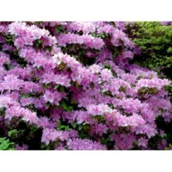 'Moerheim' Rhododendron Impeditum 'Moerheim' Potte 2,0 Liter,- 25-30 Cm. -Plantetorvet Butik mi7289 rhododendron forrestii e9a7