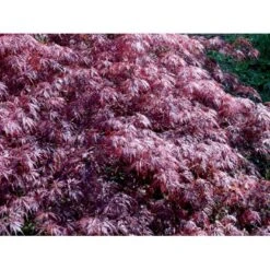 Opstammet Japansk Ahorn 'Garnet' Acer Palmatum Dissectum 'Garnet' Potte 4,0 Liter,- 40-50 Cm. -Plantetorvet Butik mi73 acer palmatum garnet 221d