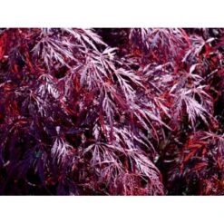 Opstammet Japansk Ahorn 'Garnet' Acer Palmatum Dissectum 'Garnet' Potte 4,0 Liter,- 40-50 Cm. -Plantetorvet Butik mi73 acer palmatum garnet 493e