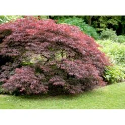 Opstammet Japansk Ahorn 'Garnet' Acer Palmatum Dissectum 'Garnet' Potte 4,0 Liter,- 40-50 Cm. -Plantetorvet Butik mi73 acer palmatum garnet 8a10