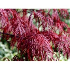 Opstammet Japansk Ahorn 'Garnet' Acer Palmatum Dissectum 'Garnet' Potte 4,0 Liter,- 40-50 Cm. -Plantetorvet Butik mi73 acer palmatum garnet dcb7