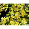 Vårgyvel Cytisus Praecox 'Allgold' Potte 2 Liter. 2 Vårgyvel Cytisus Praecox 'Allgold' Potte 2 Liter. -Plantetorvet Butik mi740 cytisus praecox allgold 06cd