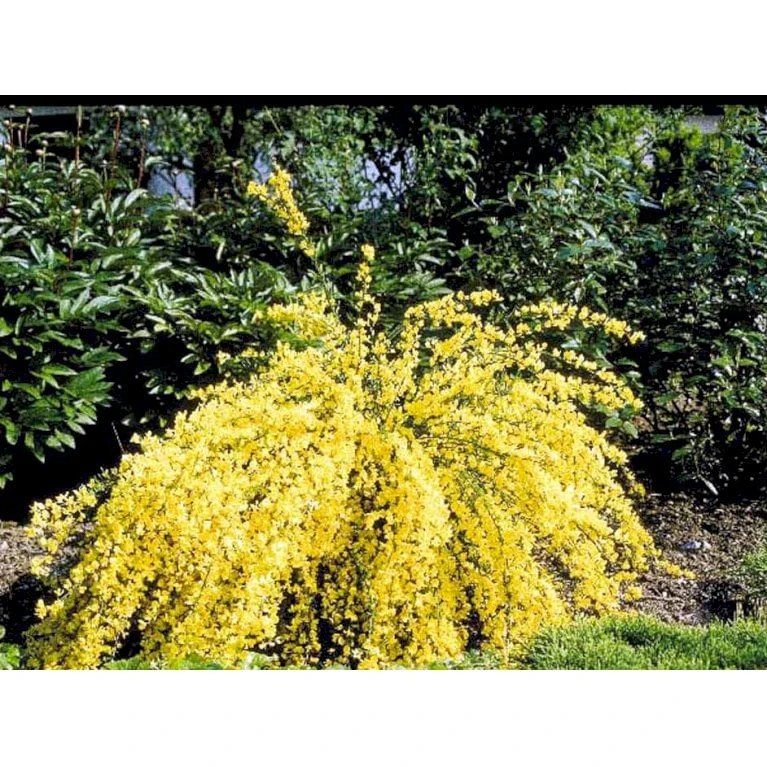 Vårgyvel Cytisus Praecox 'Allgold' Potte 2 liter. Vårgyvel Cytisus Praecox 'Allgold' Potte 2 Liter. -Plantetorvet Butik mi740 cytisus praecox allgold 7cf6