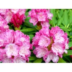 'Polaris' Rhododendron Yakushimanum 'Polaris' Potte 5,0 Liter,- 30-40 Cm.