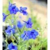 Ridderspore 'Blauer Zwerg' Delphinium Grandiflorum 'Blauer Zwerg' 1 Liter Potte 2 Ridderspore 'Blauer Zwerg' Delphinium Grandiflorum 'Blauer Zwerg' 1 Liter Potte -Plantetorvet Butik mi752 delphinium grandiflorum blauer zwerg 0938