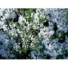 Lille Stjernetop Deutzia Gracilis Potte 2,0 Liter,- 30-40 Cm. -Plantetorvet Butik mi753 deutzia gracilis 5796