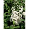 Stjernetop 'Dippon' Deutzia Crenata 'Dippon' 3,5 Liter Potte -Plantetorvet Butik mi755 deutzia gracilis dippon 33d2