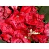 'Red Jack' Rhododendron Hybrid 'Red Jack' Potte 5,0 Liter,- 30-40 Cm.