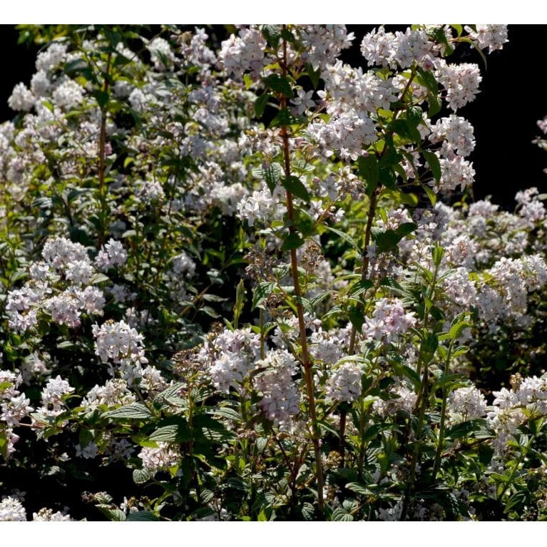 Stjernetop 'Mont Rose' Deutzia Hybrida 'Mont Rose' Med klump,- 125-150 cm. Stjernetop 'Mont Rose' Deutzia Hybrida 'Mont Rose' Med Klump,- 125-150 Cm. -Plantetorvet Butik mi756 deutzia hybrida mont rose 2a7d