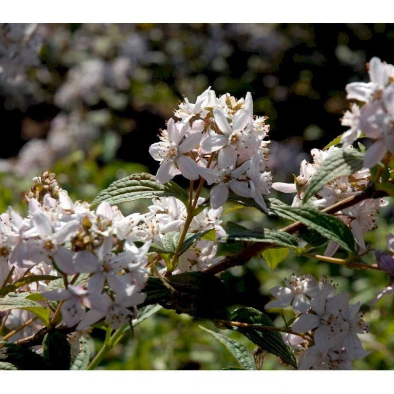 Stjernetop 'Mont Rose' Deutzia Hybrida 'Mont Rose' Med klump,- 125-150 cm. Stjernetop 'Mont Rose' Deutzia Hybrida 'Mont Rose' Med Klump,- 125-150 Cm. -Plantetorvet Butik mi756 deutzia hybrida mont rose dca1