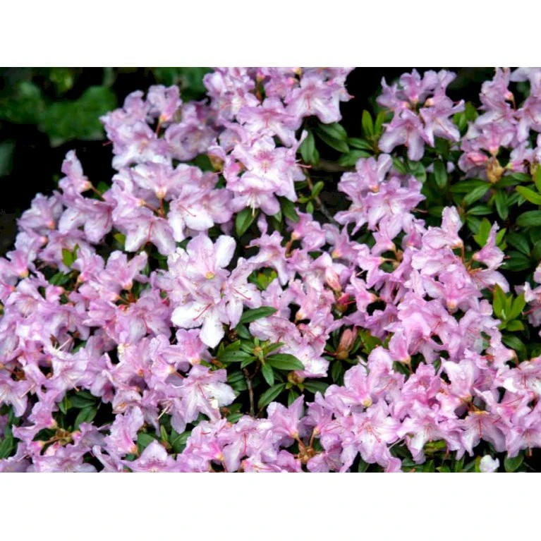 'Robert Seleger' Rhododendron Hybrid 'Robert Seleger' Potte 2,0 liter,- 20-25 cm. 'Robert Seleger' Rhododendron Hybrid 'Robert Seleger' Potte 2,0 Liter,- 20-25 Cm. -Plantetorvet Butik mi7583 rhododendron d381