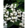Stjernetop 'Magnifica' Deutzia Magnifica Med Klump,- 125-150 Cm. 2 Stjernetop 'Magnifica' Deutzia Magnifica Med Klump,- 125-150 Cm. -Plantetorvet Butik mi758 deutzia magnifica defica bbfa
