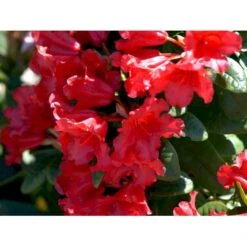 'Scarlet Wonder' Rhododendron Repens 'Scarlet Wonder' Potte 4,0 Liter,- 25-30 Cm. -Plantetorvet Butik mi7658 rhododendron 12f6