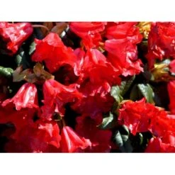 'Scarlet Wonder' Rhododendron Repens 'Scarlet Wonder' Potte 4,0 Liter,- 25-30 Cm. -Plantetorvet Butik mi7658 rhododendron 17d8