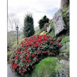 'Scarlet Wonder' Rhododendron Repens 'Scarlet Wonder' Potte 4,0 Liter,- 25-30 Cm. -Plantetorvet Butik mi7658 rhododendron 189b