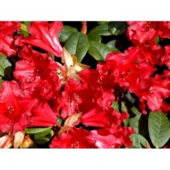 'Scarlet Wonder' Rhododendron Repens 'Scarlet Wonder' Potte 4,0 Liter,- 25-30 Cm. -Plantetorvet Butik mi7658 rhododendron 1ab3