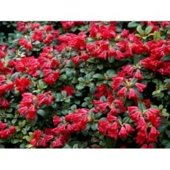 'Scarlet Wonder' Rhododendron Repens 'Scarlet Wonder' Potte 4,0 Liter,- 25-30 Cm. -Plantetorvet Butik mi7658 rhododendron 327f